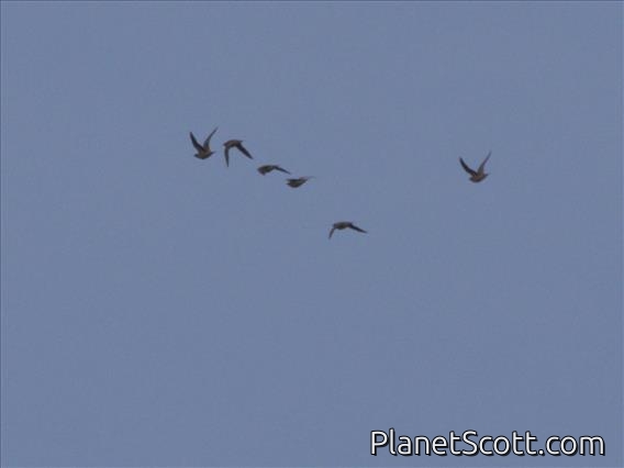 Crowned Sandgrouse (Pterocles coronatus)