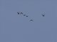Crowned Sandgrouse (Pterocles coronatus)