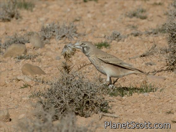 Thick-billed Lark (Ramphocoris clotbey)