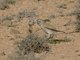 Thick-billed Lark (Ramphocoris clotbey)