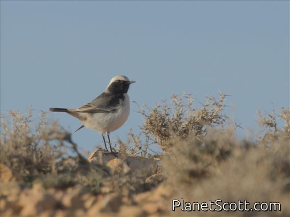 Red-rumped Wheatear (Oenanthe moesta) - Male