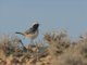 Red-rumped Wheatear (Oenanthe moesta) - Male