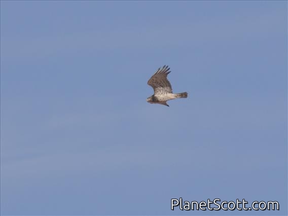 Short-toed Snake-Eagle (Circaetus gallicus)