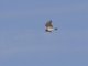 Short-toed Snake-Eagle (Circaetus gallicus)