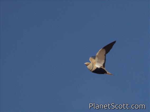 Black-bellied Sandgrouse (Pterocles orientalis)