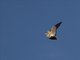 Black-bellied Sandgrouse (Pterocles orientalis)