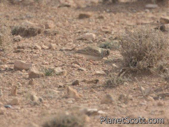 Mediterranean Short-toed Lark (Alaudala rufescens)