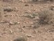Mediterranean Short-toed Lark (Alaudala rufescens)