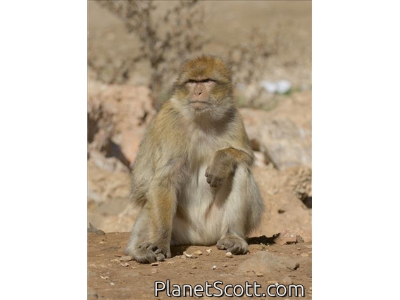 Barbary Macaque (Macaca sylvanus)