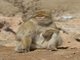 Barbary Macaque (Macaca sylvanus)