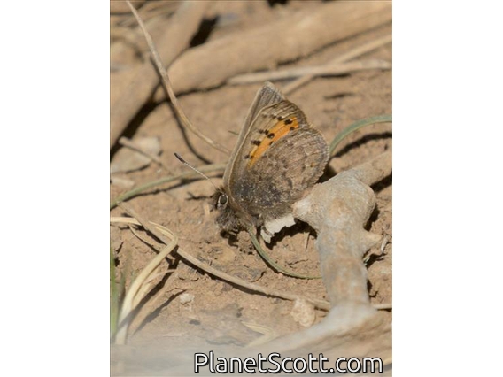 Moroccan Hairstreak (Tomares mauritanicus)
