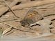 Moroccan Hairstreak (Tomares mauritanicus)