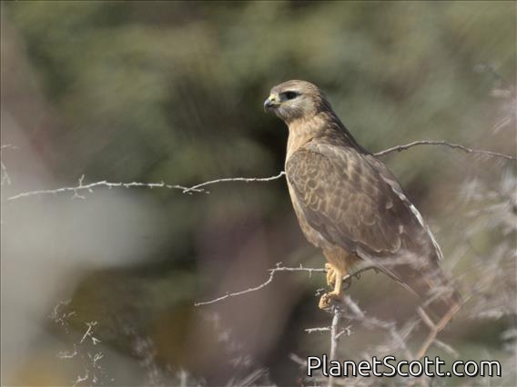 Long-legged Buzzard (Buteo rufinus)
