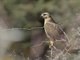 Long-legged Buzzard (Buteo rufinus)
