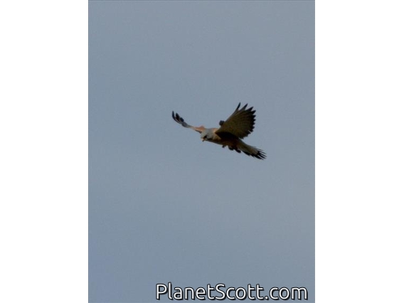 Lesser Kestrel (Falco naumanni)