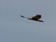Lesser Kestrel (Falco naumanni)