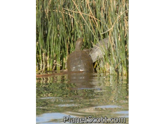 Mediterranean Turtle (Mauremys leprosa)