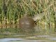 Mediterranean Turtle (Mauremys leprosa)