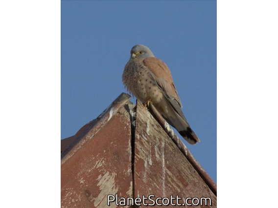 Lesser Kestrel (Falco naumanni)