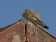 Lesser Kestrel (Falco naumanni)