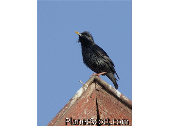 Spotless Starling (Sturnus unicolor)