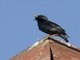 Spotless Starling (Sturnus unicolor)