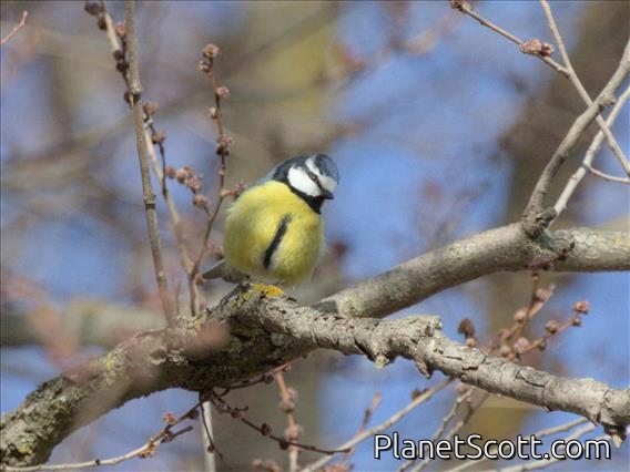 African Blue Tit (Cyanistes teneriffae)