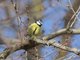 African Blue Tit (Cyanistes teneriffae)