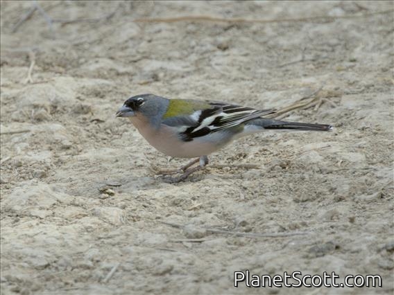 African Chaffinch (Fringilla spodiogenys) - Male