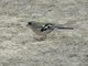 African Chaffinch (Fringilla spodiogenys) - Male