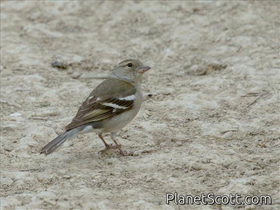 African Chaffinch (Fringilla spodiogenys) - Female