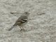 African Chaffinch (Fringilla spodiogenys) - Female