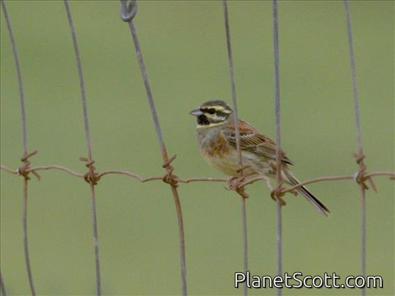 Cirl Bunting (Emberiza cirlus)