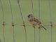 Cirl Bunting (Emberiza cirlus)