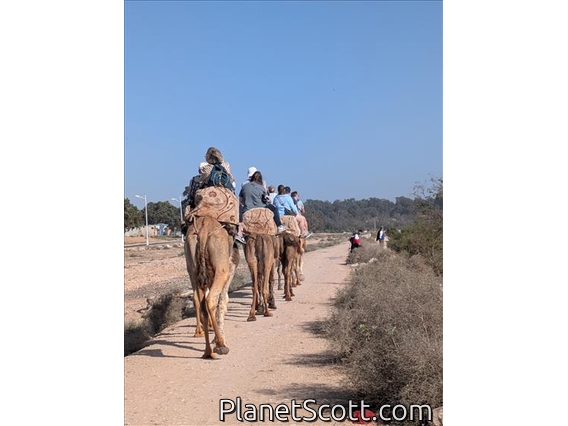Agidir Camels
