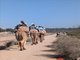 Agidir Camels