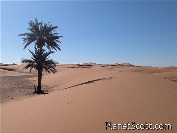 Sand Dunes and Tree