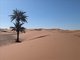 Sand Dunes and Tree