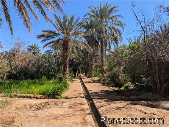 Merzouga Oasis