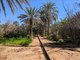 Merzouga Oasis