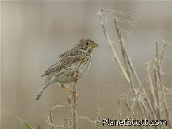 Corn Bunting (Emberiza calandra)
