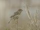 Corn Bunting (Emberiza calandra)