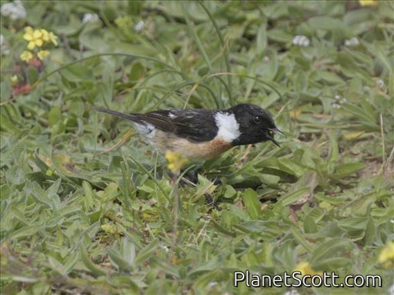 European Stonechat (Saxicola rubicola)