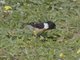 European Stonechat (Saxicola rubicola)