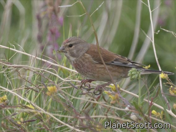 Eurasian Linnet (Linaria cannabina)