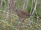 Eurasian Linnet (Linaria cannabina)