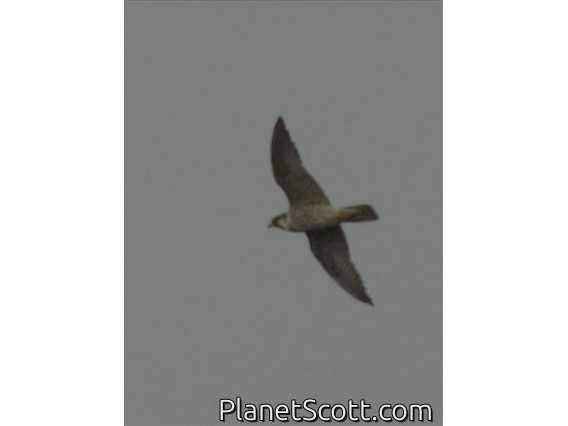 Peregrine Falcon (Falco peregrinus)