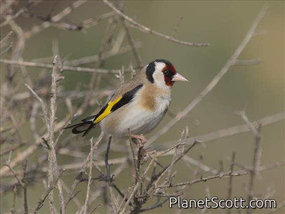 European Goldfinch (Carduelis carduelis)