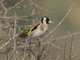 European Goldfinch (Carduelis carduelis)