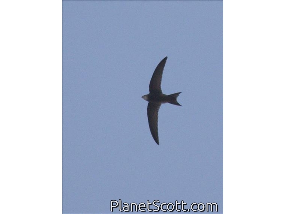 Pallid Swift (Apus pallidus)